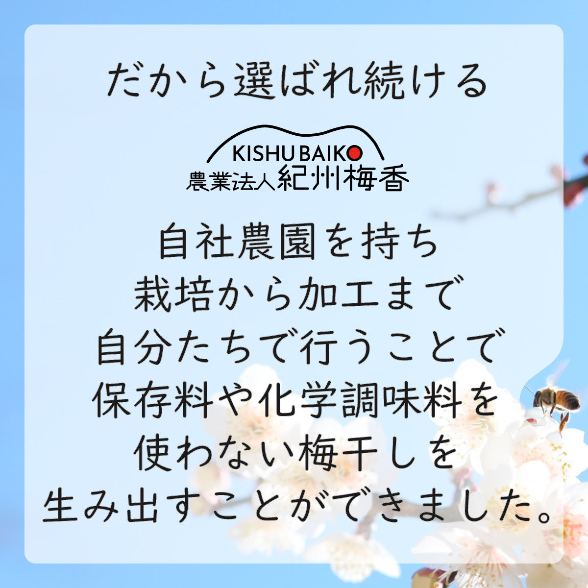 【無添加 梅干し】紀州梅香の白干し梅 訳あり つぶれ梅 500g (塩梅 昔ながらの酸っぱい梅)＜中～大粒＞ - 20-G