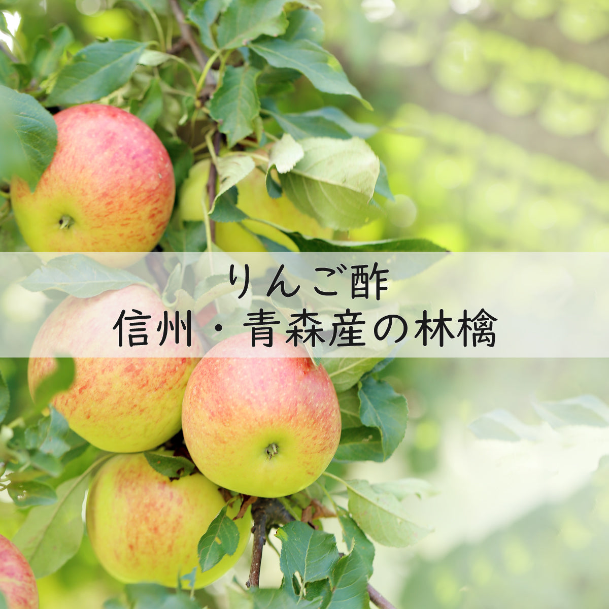 【無添加 梅干し】紀州梅香の小さな上質減塩梅干し 500g（無農薬期間30日以上）- NC3-C-S