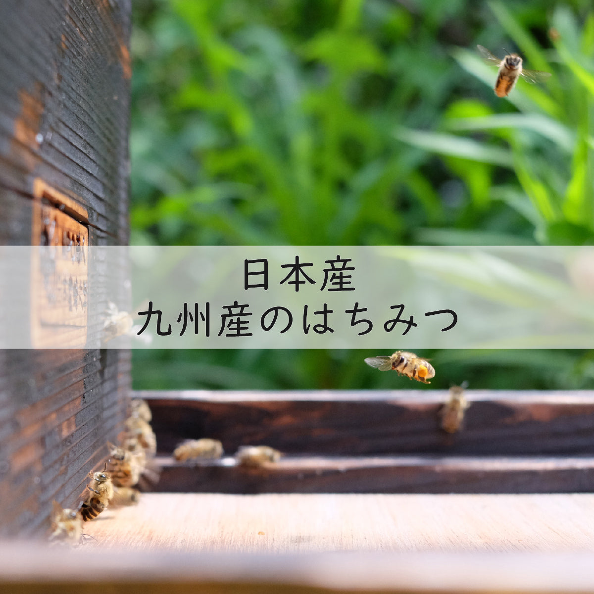 【無添加 梅干し】紀州梅香のはちみつつぶれ梅 500g (低塩6%)(中粒～大粒) - 6-G