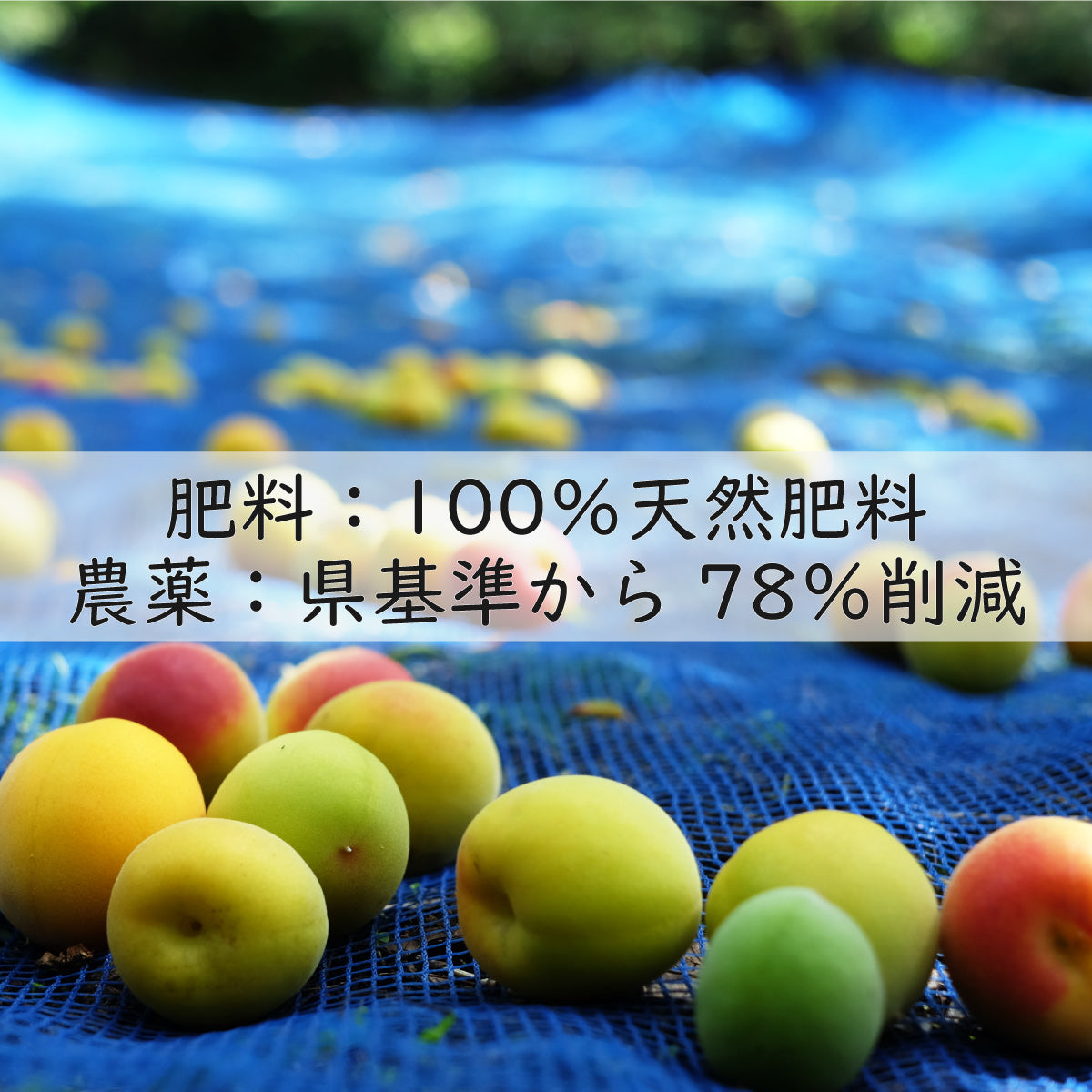 【無添加/梅干し】紀州梅香の小さな減塩つぶれ梅 500g - 3-G-S