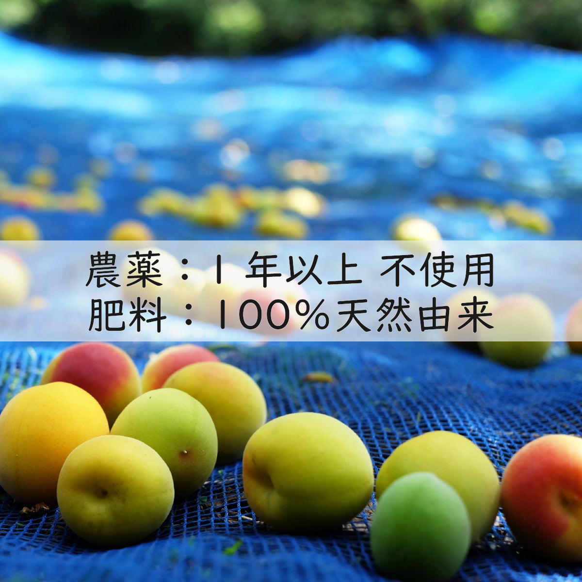 本日収穫】福井県産 紅映梅(3L) 10㎏